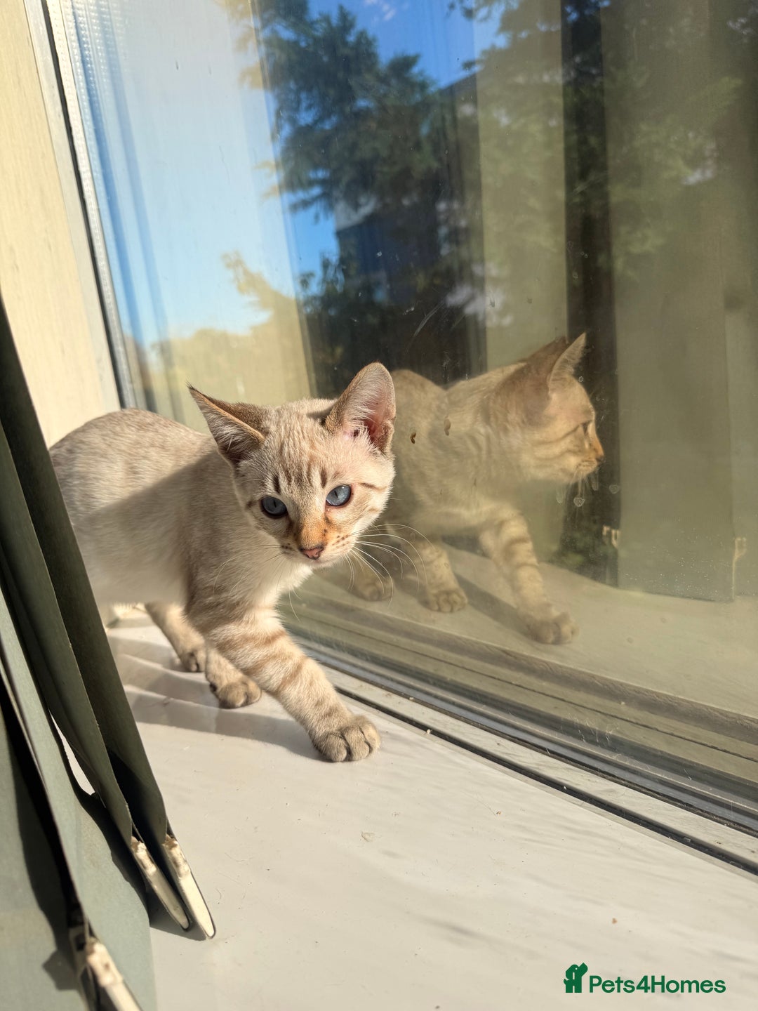Bengal cats for sale: Blue Eyed Snow Lynx Kittens  - Image 22