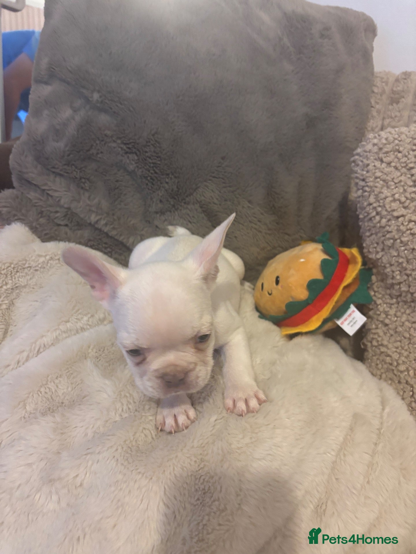 French Bulldog dogs Beautiful French bulldog puppies  - Advert 15