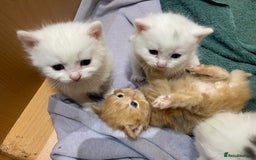 Ragdoll cats for sale: 8 Gorgeous kittens for sale (Reservation) - Image 12