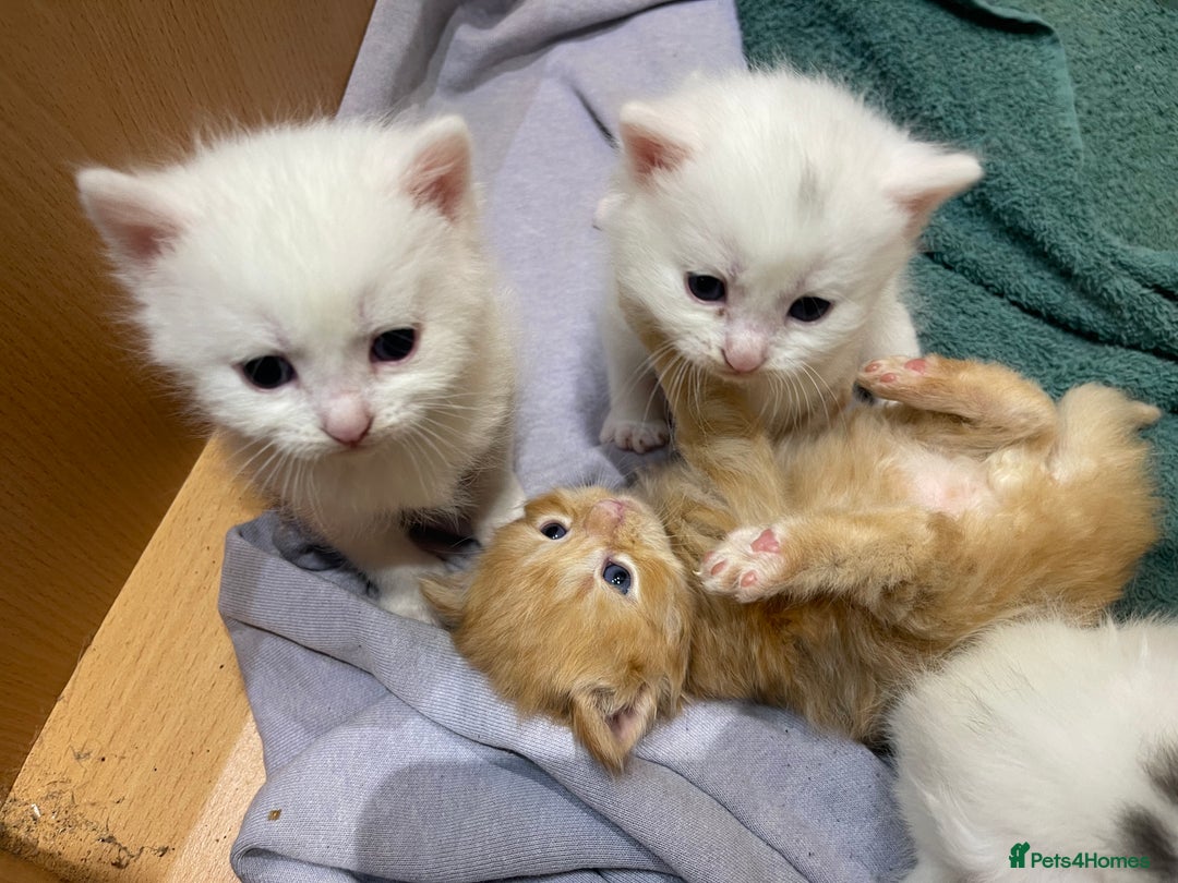 Ragdoll cats for sale: 8 Gorgeous kittens for sale (Reservation) - Image 12