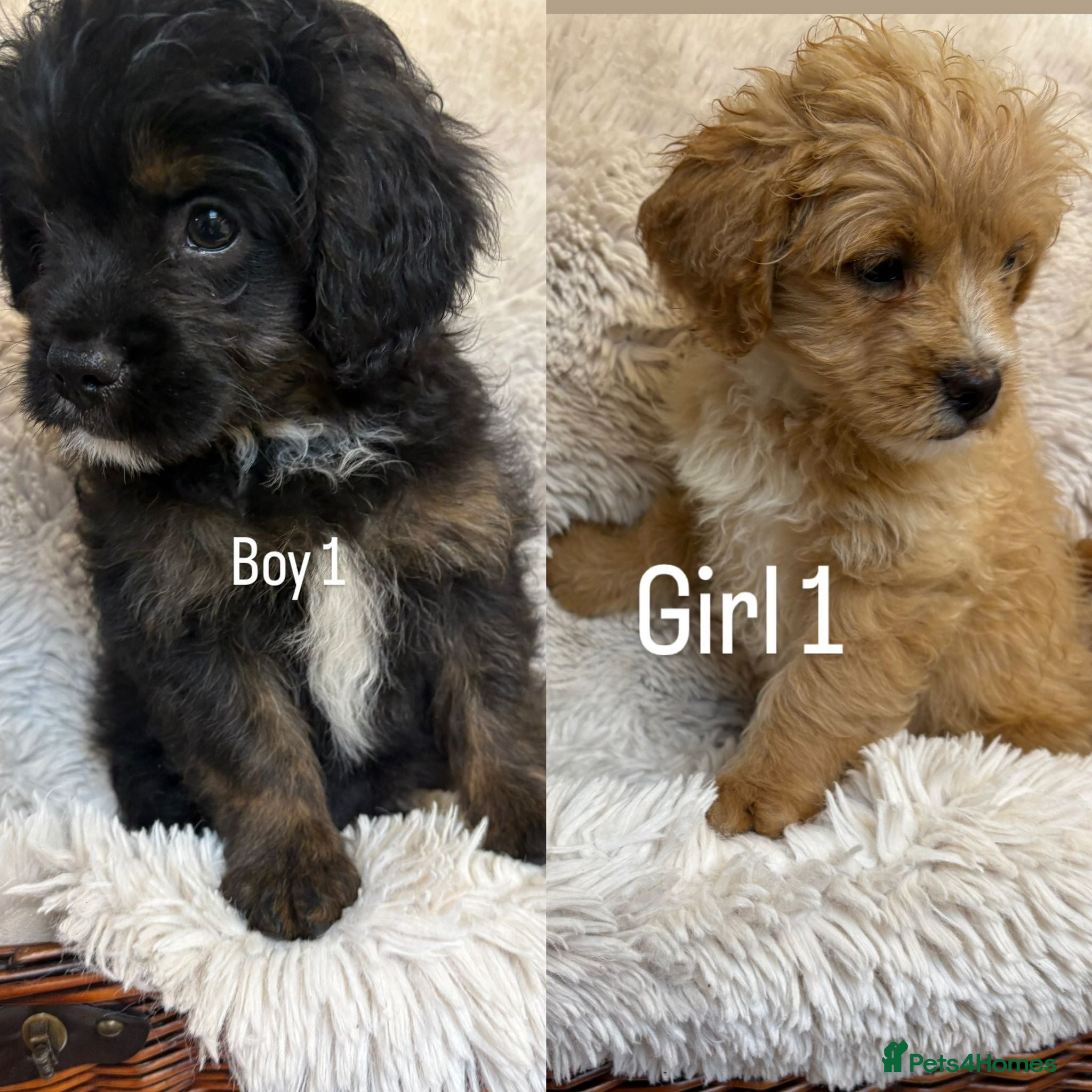 Mixed Breed dogs FLUFFY FRENCH BULLDOGS LAST 3 Pups!!! - Advert 1