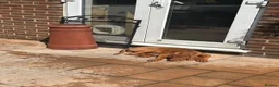 Rhodesian Ridgeback dogs for sale: KC Registered RR Ready for forever Homes 1st July - Advert 12