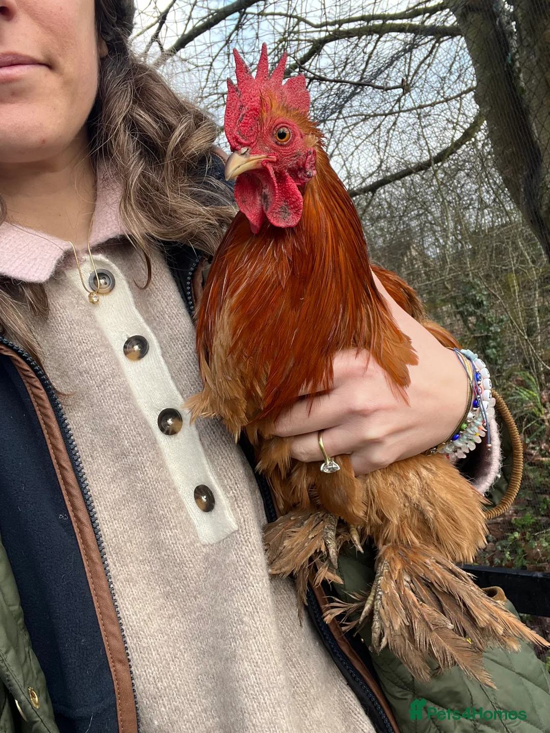 Chickens poultry for sale: Bantam cockerels: free to good home  - Advert 3