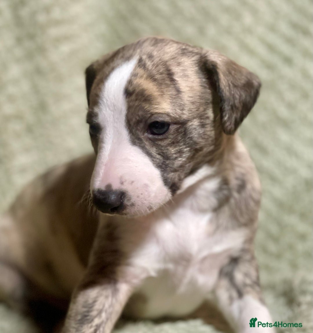 Whippet dogs for sale: Adorable kennel Club registered little Girl  - Advert 12