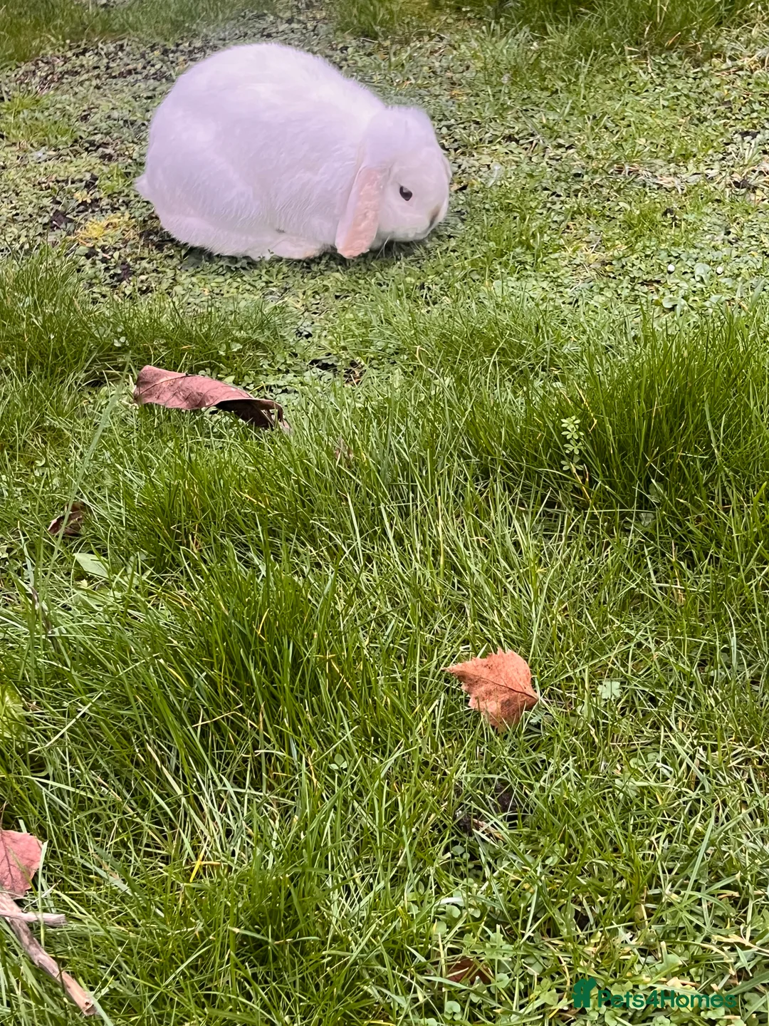 Mini Lop rabbits for sale: Beautiful white mini lop bunny - Advert 6