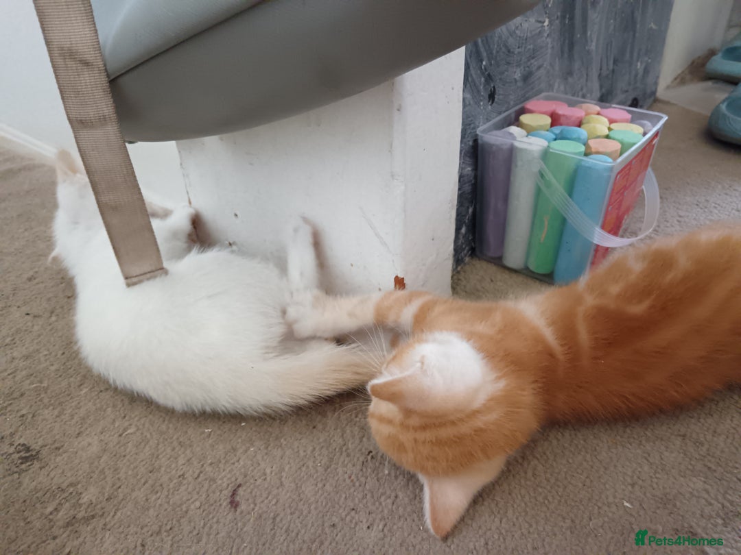 Domestic Shorthair cats for sale: 3 beautiful kittens - Image 14