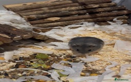 Hamster rodents for sale: Pedigree sapphire winter white hamsters  - Image 4