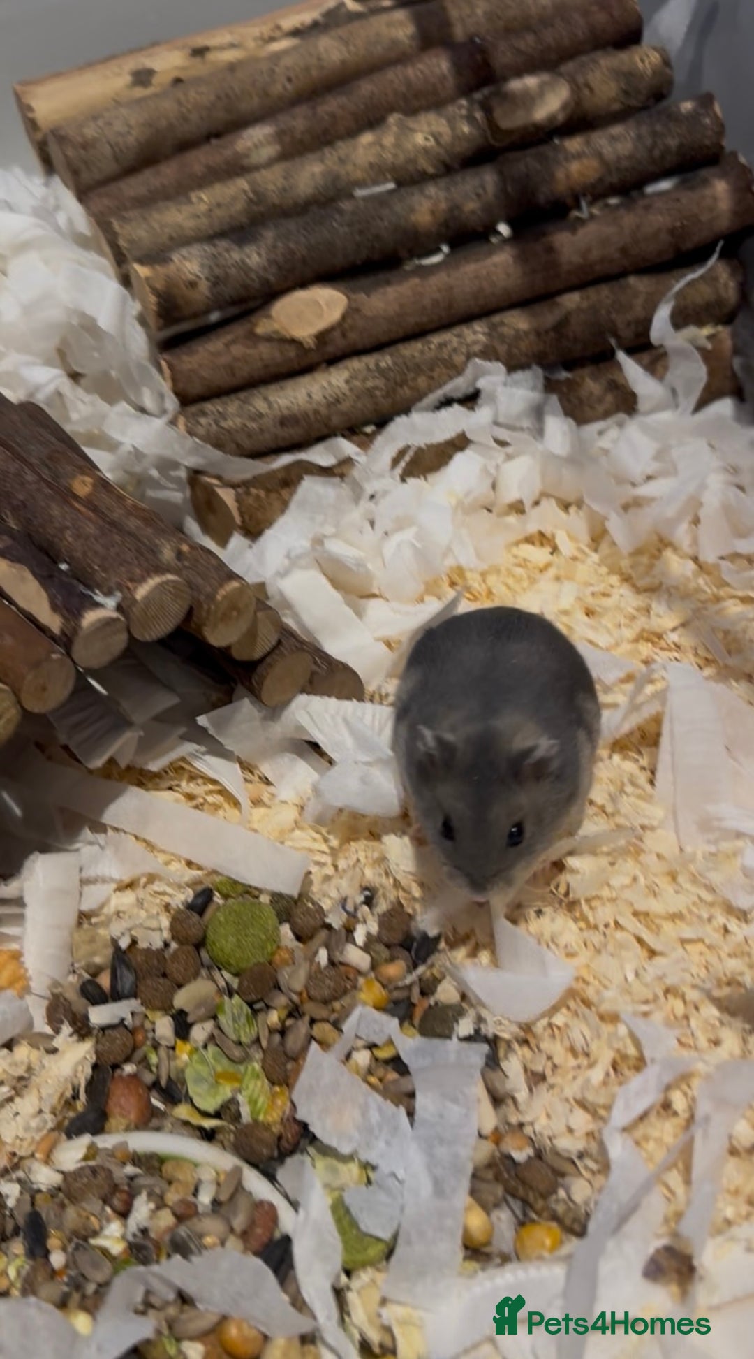 Hamster rodents for sale: Pedigree sapphire winter white hamsters  - Image 4