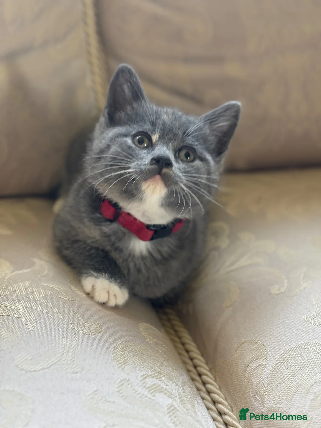 Mixed Breed cats for sale: British Blue cross kittens  - Advert 1
