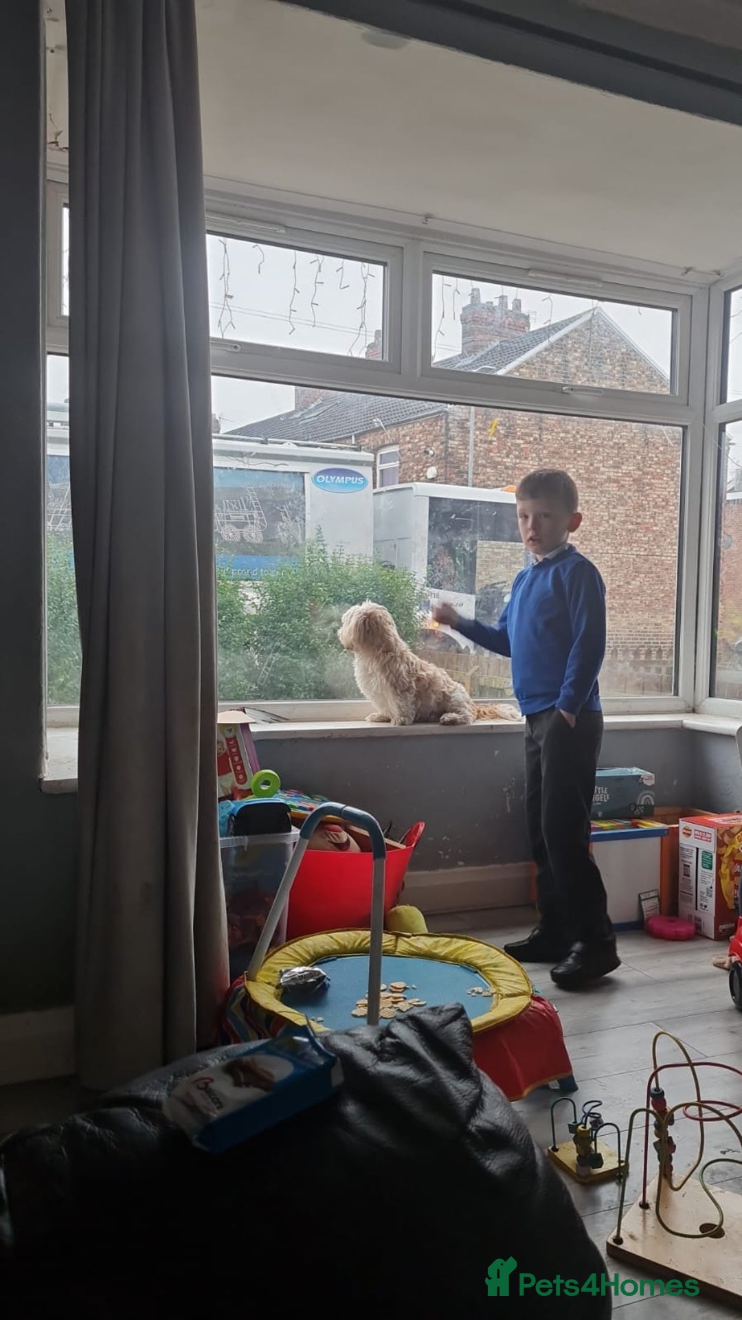 Shih Tzu dogs for sale: Female shih tzu  - Advert 4