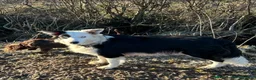 Border Collie dogs for sale: Yuna is looking for a family  in Coventry - Advert 3