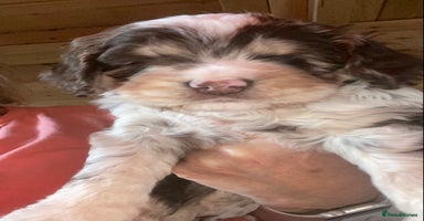 Cockapoo dogs - Advert 3
