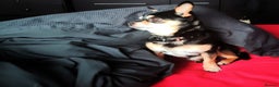 Chihuahua dogs for stud: Handsome Chihuahua Boy Available For Stud! - Advert 2