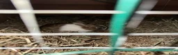 Dutch rabbits for sale: Dutch baby rabbit  - Advert 2
