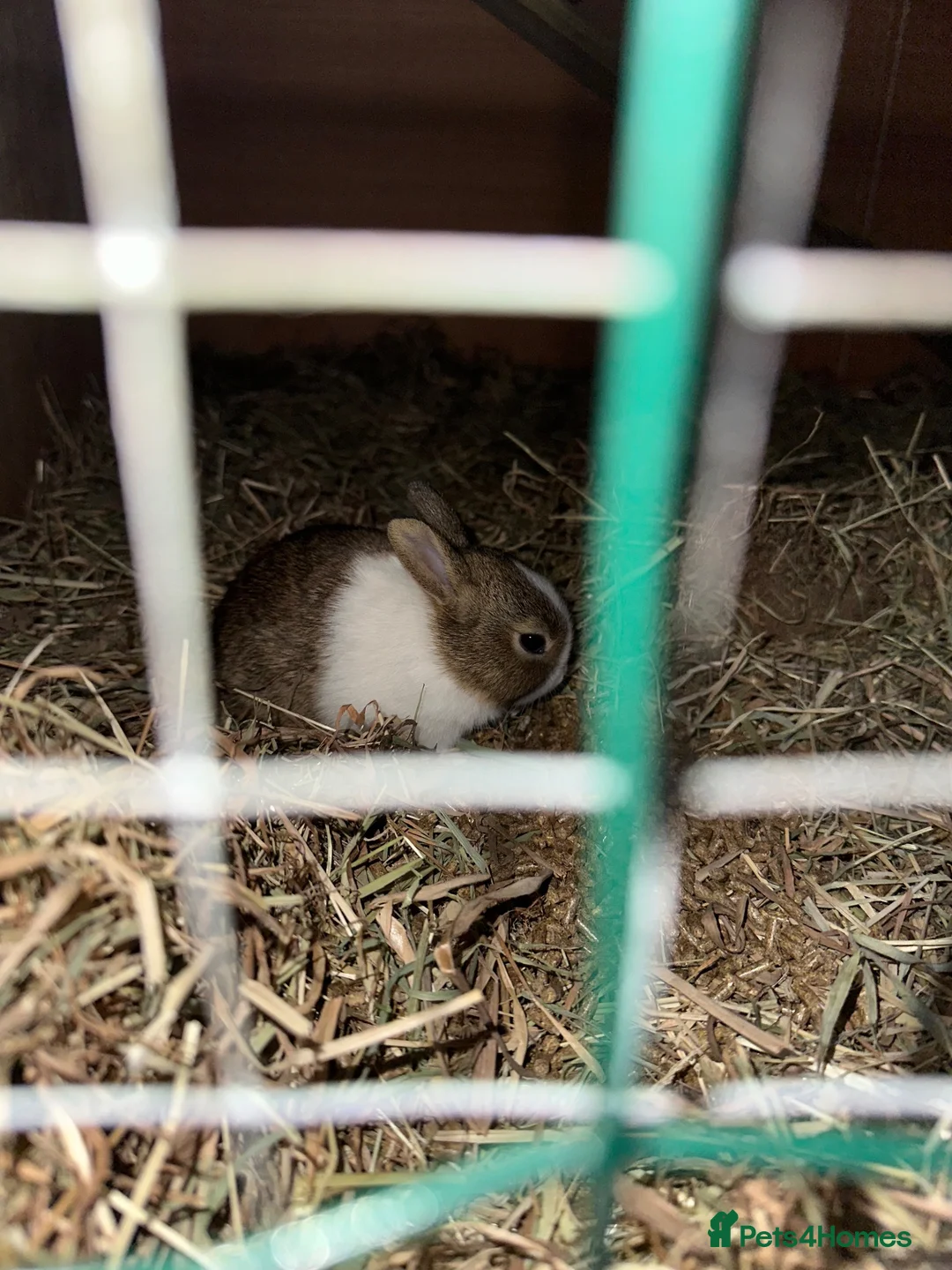 Dutch rabbits for sale: Dutch baby rabbit  - Advert 2