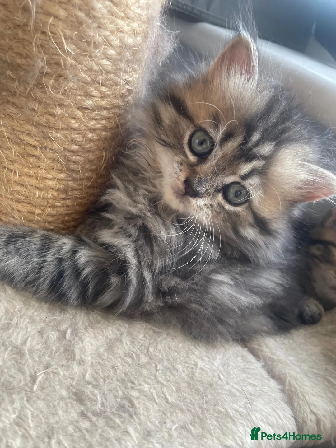 Persian cats for sale: Beautiful Persian X kittens for sale  - Advert 2