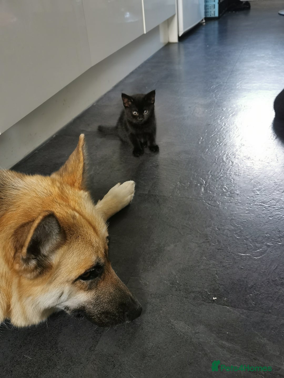 Mixed Breed cats for sale: Kittens for sale - Image 9