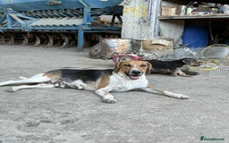 Mixed Breed dogs for adoption: Lucy – Beagle cross – 2 years - the Gentle Mama  - Image 9