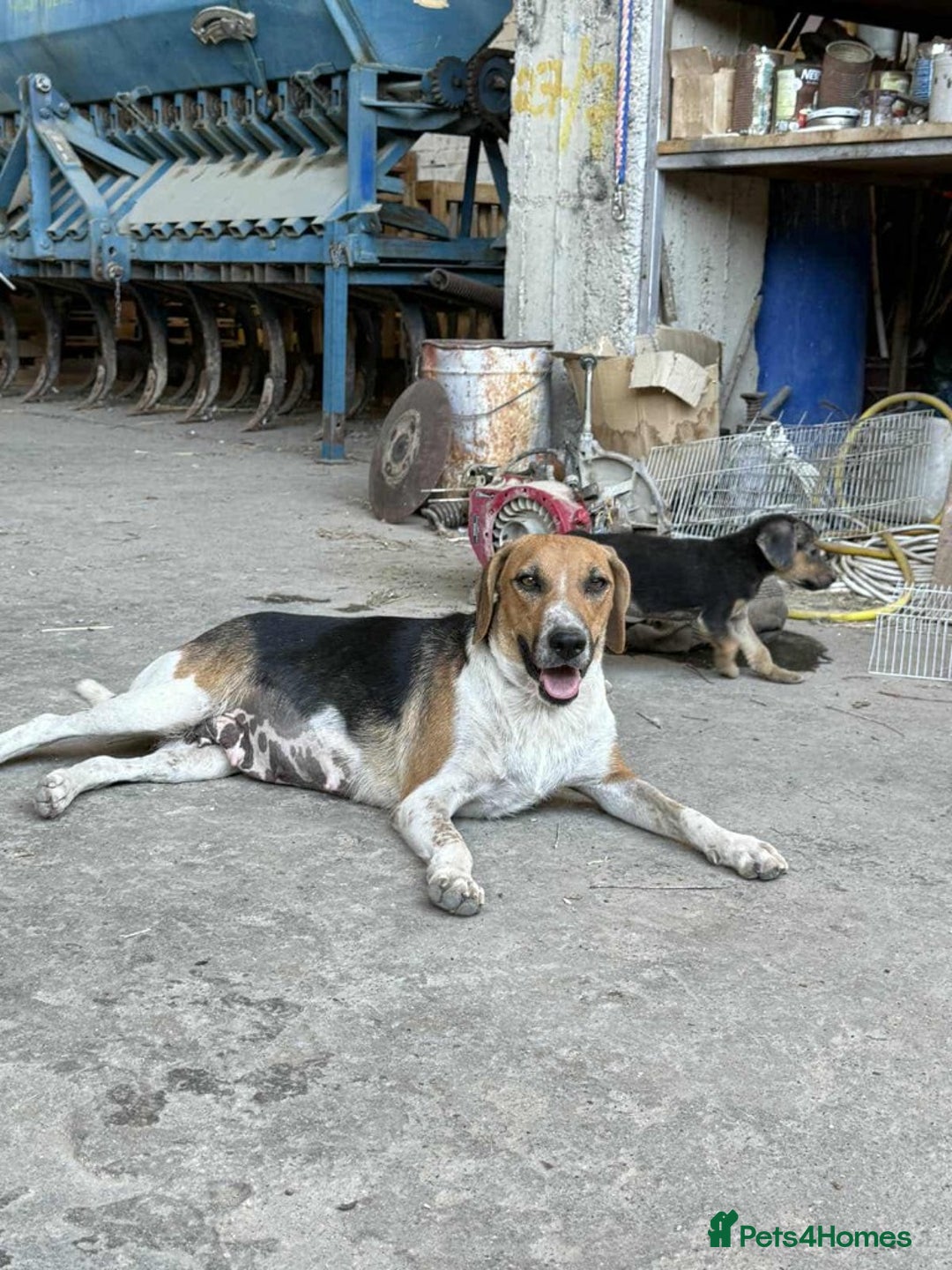 Mixed Breed dogs for adoption: Lucy – Beagle cross – 2 years - the Gentle Mama  - Image 9