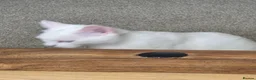 Ragdoll cats for sale: Ragdoll Mixed - Advert 4