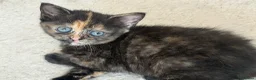 Mixed Breed cats for sale: 4 kittens for sale - see description for prices  - Advert 4