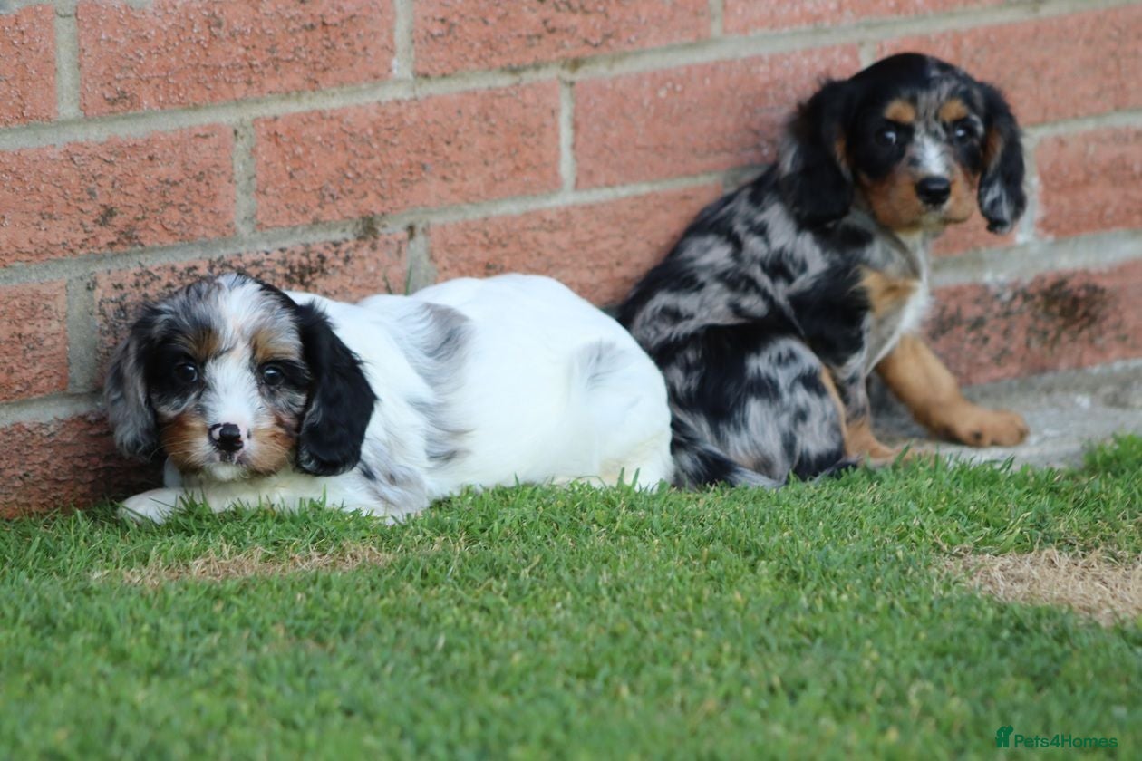 Cockapoo dogs Beautiful Cockerlierpoo puppies for sale - Advert 2