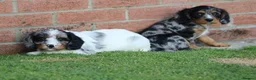 Cockapoo dogs for sale: Beautiful Cockerlierpoo puppies for sale - Advert 17