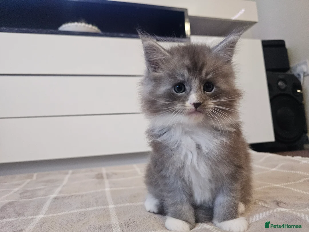 Ragcoon cats for sale: Adorable Maine Coon x Ragdoll Kittens - Advert 21