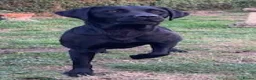 Labrador Retriever dogs for sale: Beautiful litter of Labrador Retriever puppies in Gloucester - Advert 8