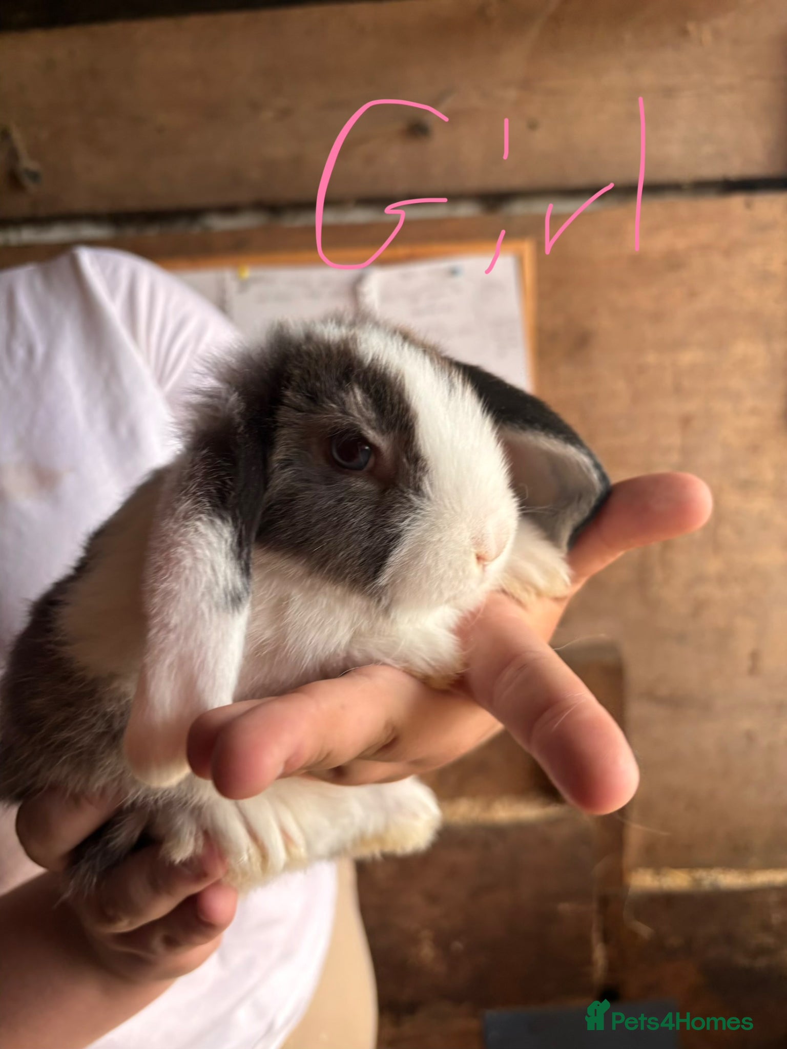 Mini Lop rabbits for sale: 8 beautiful baby’s rabbit  - Advert 26