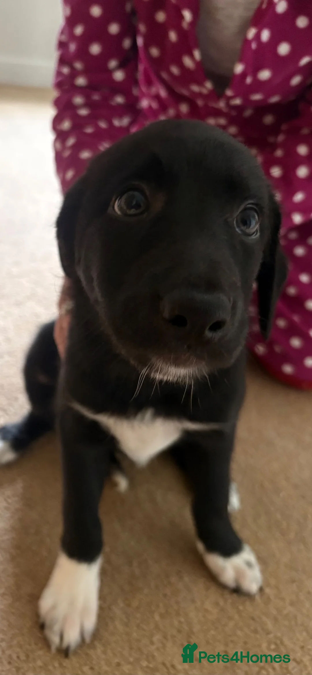 Smooth Collie dogs for sale: 3 sheepdog puppies from good working stock in Ammanford - Advert 2