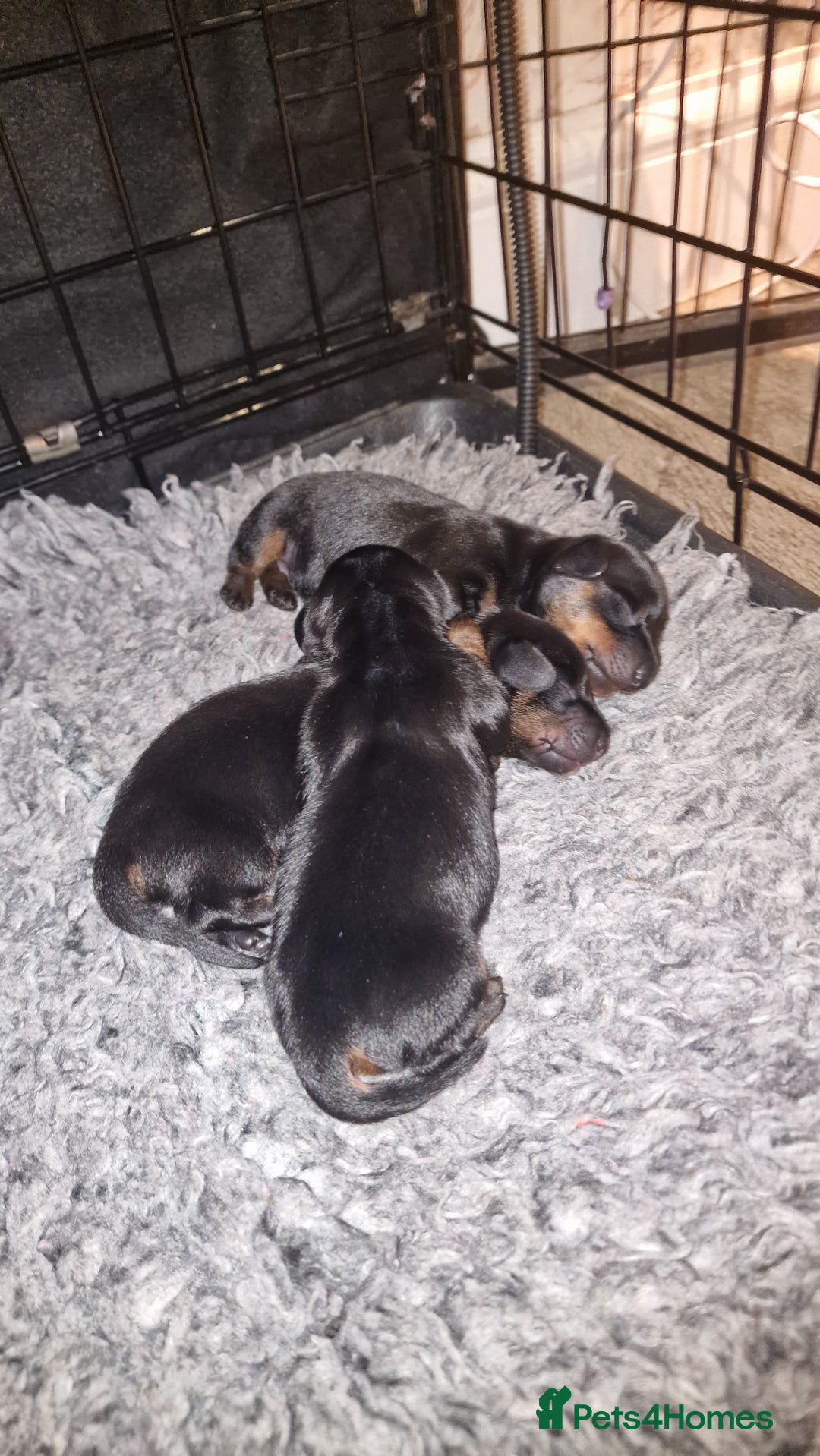 Miniature Dachshund dogs for sale: Beautiful Pedigree Minature Dachshunds Black & Tan - Advert 8
