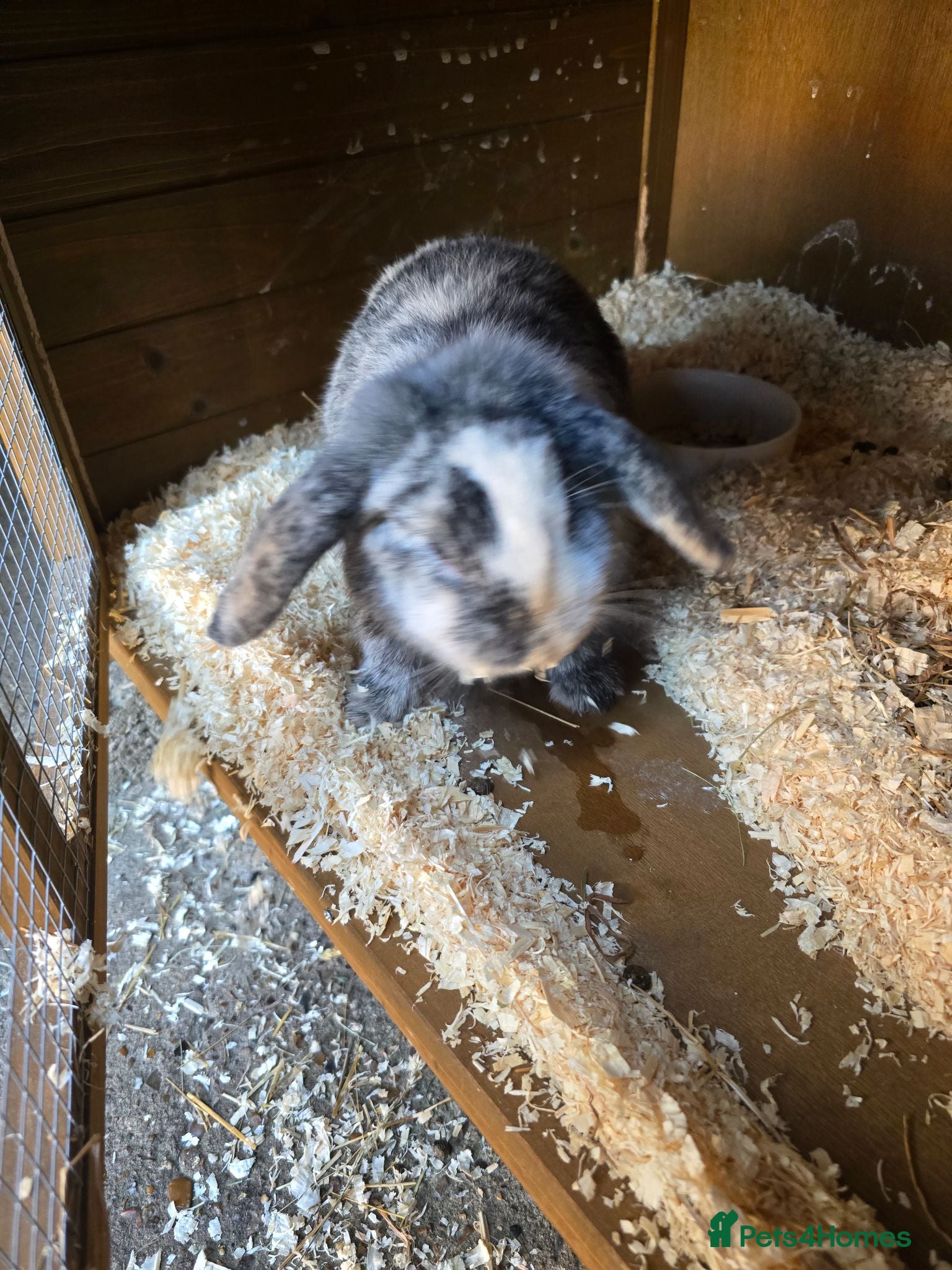 Mini Lop rabbits Mini lop  - Advert 3