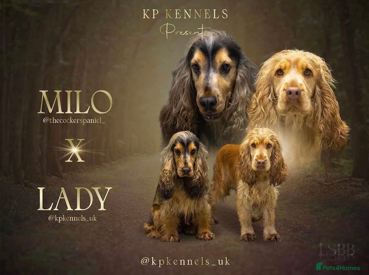 Cocker Spaniel dogs for sale: SHOW COCKER SPANIELS - Advert 1