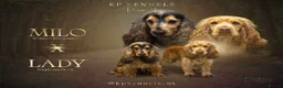 Cocker Spaniel dogs for sale: SHOW COCKER SPANIELS in Epping - Advert 1