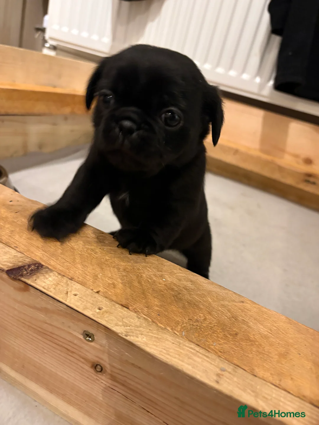 Pug dogs for sale: 3 gorgeous pug puppies - Advert 6