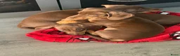 Dachshund dogs for sale: Beautiful dachshund READY for homes  - Advert 9