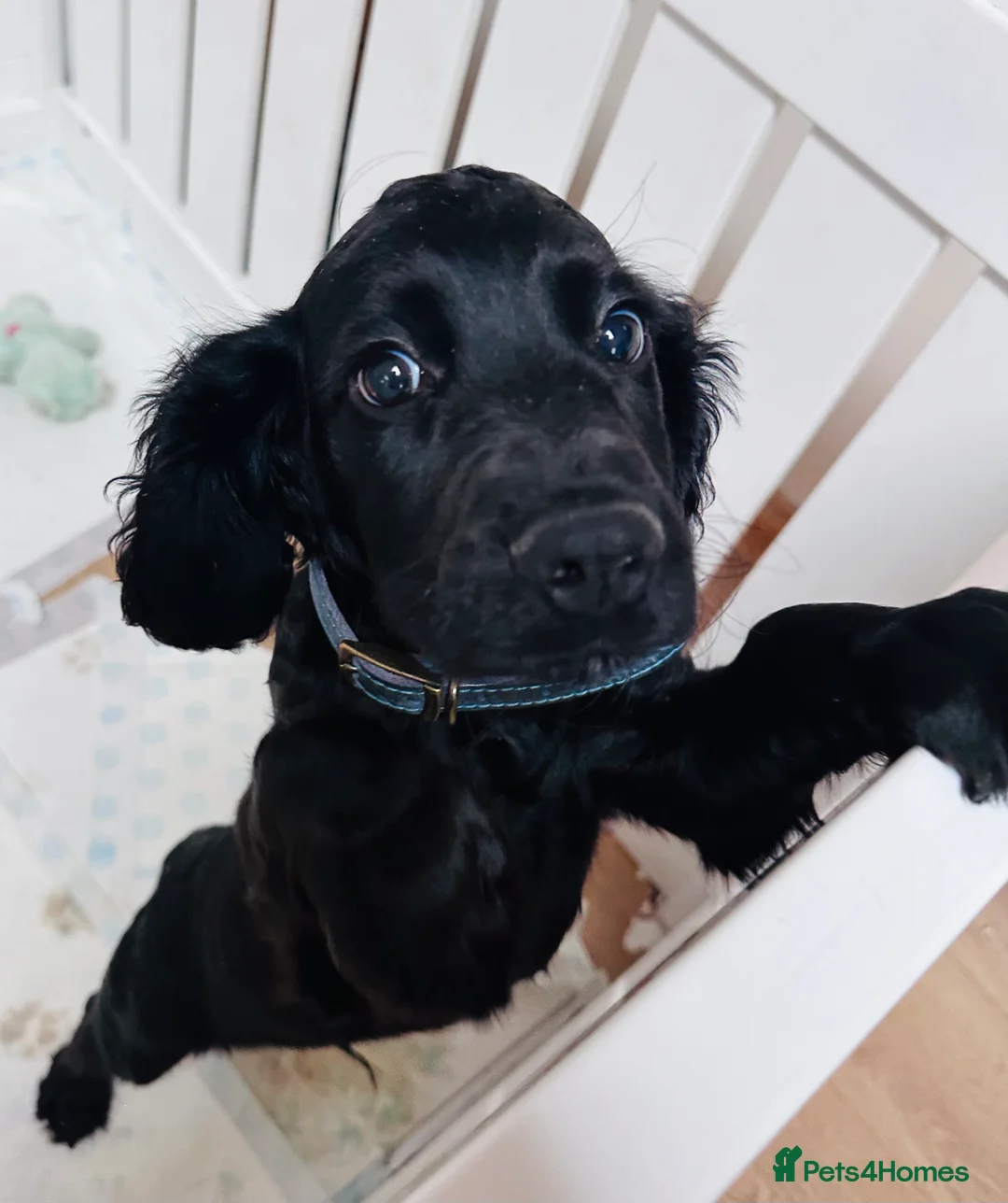 Sprocker dogs for sale: Special Little Boy Looking for His Forever Home 🐾 in Wisbech - Advert 5