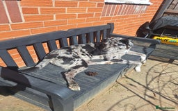 Mixed Breed dogs for sale: Caucasian Shepherd x pocket bully in Shrewsbury - Image 4
