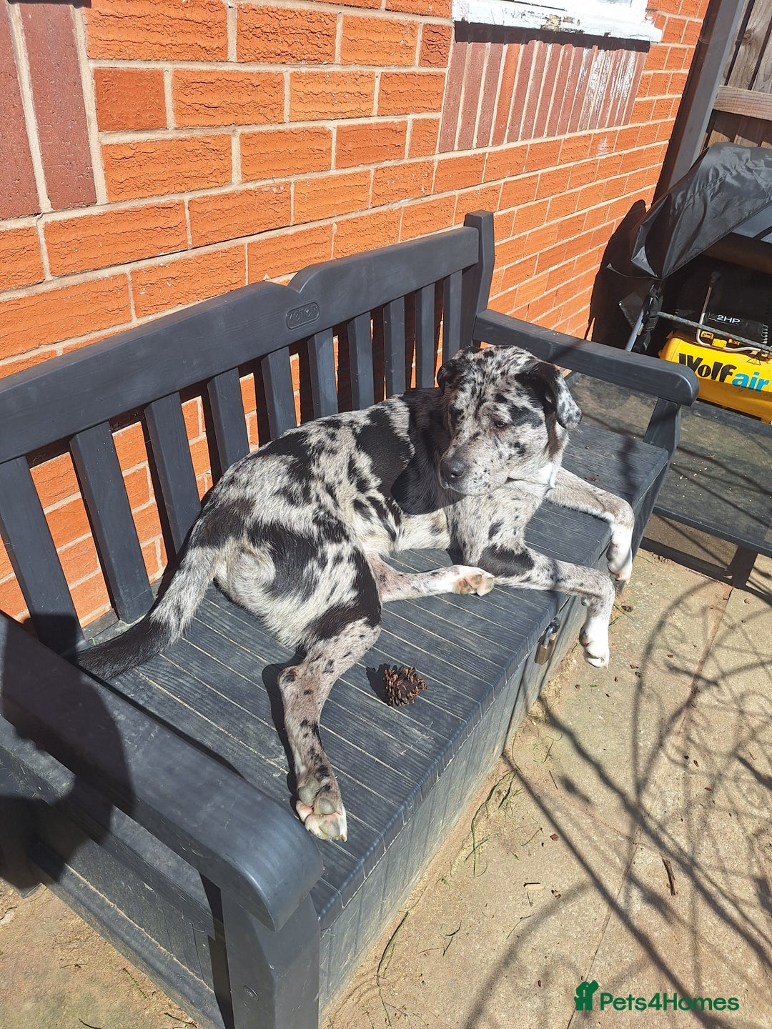 Mixed Breed dogs for sale: Caucasian Shepherd x pocket bully in Shrewsbury - Image 4