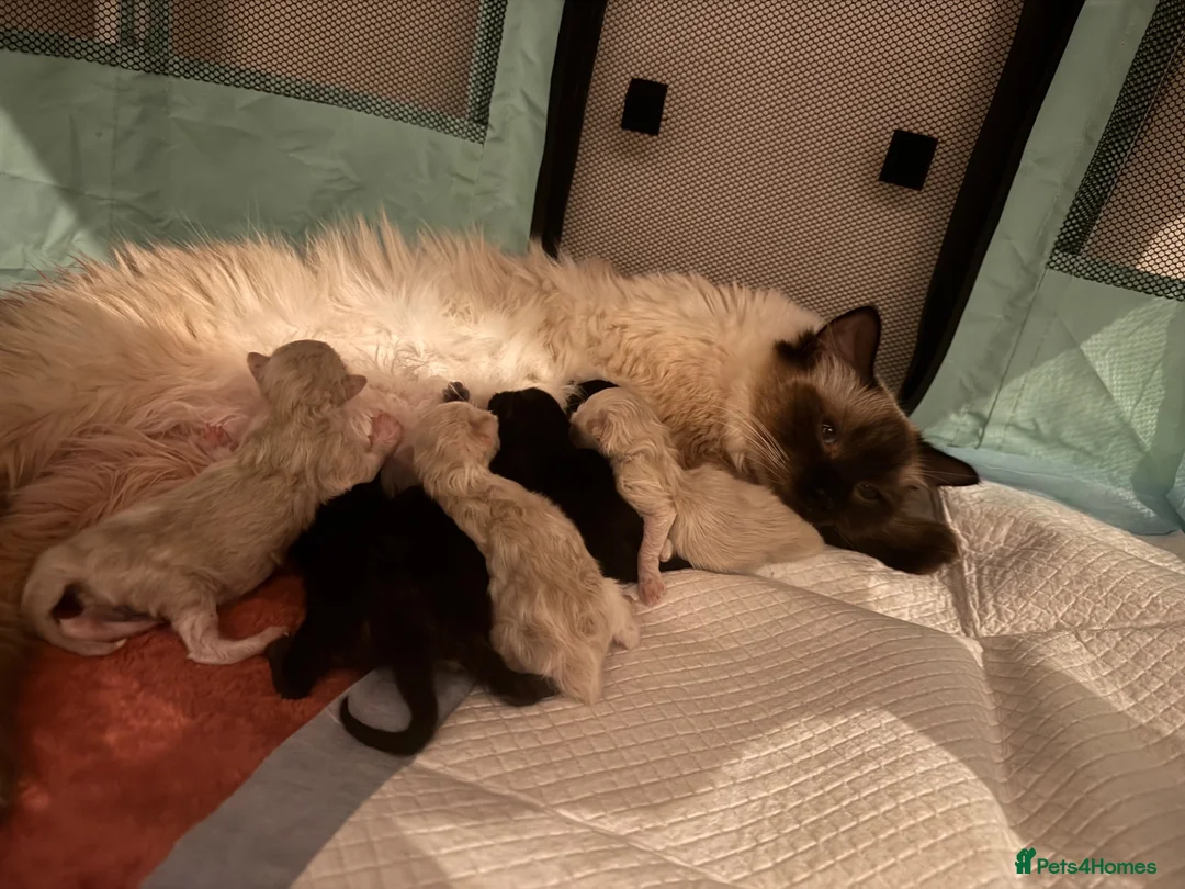 Ragdoll cats for sale: Beautiful Ragdoll Cross kittens  - Advert 3