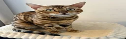 Bengal cats for sale: Absolutely stunning Bengal cat  - Advert 3