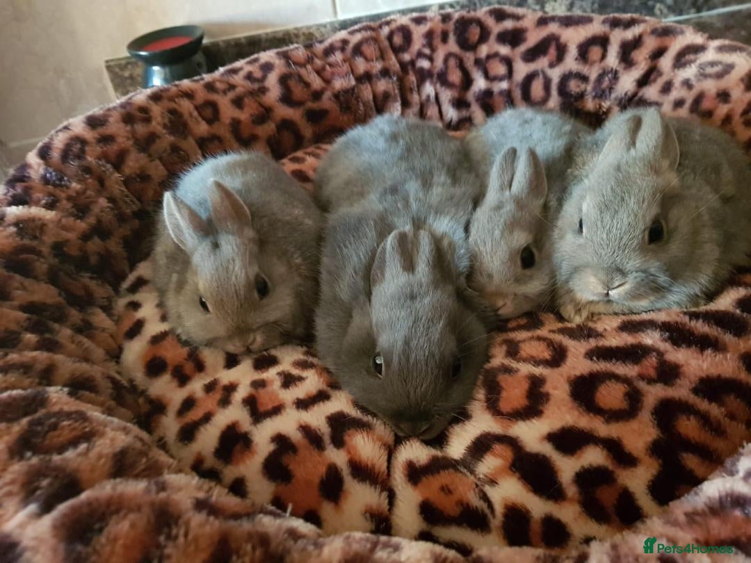 Netherland Dwarf rabbits for sale: Netherland dwarf baby rabbits - Image 6