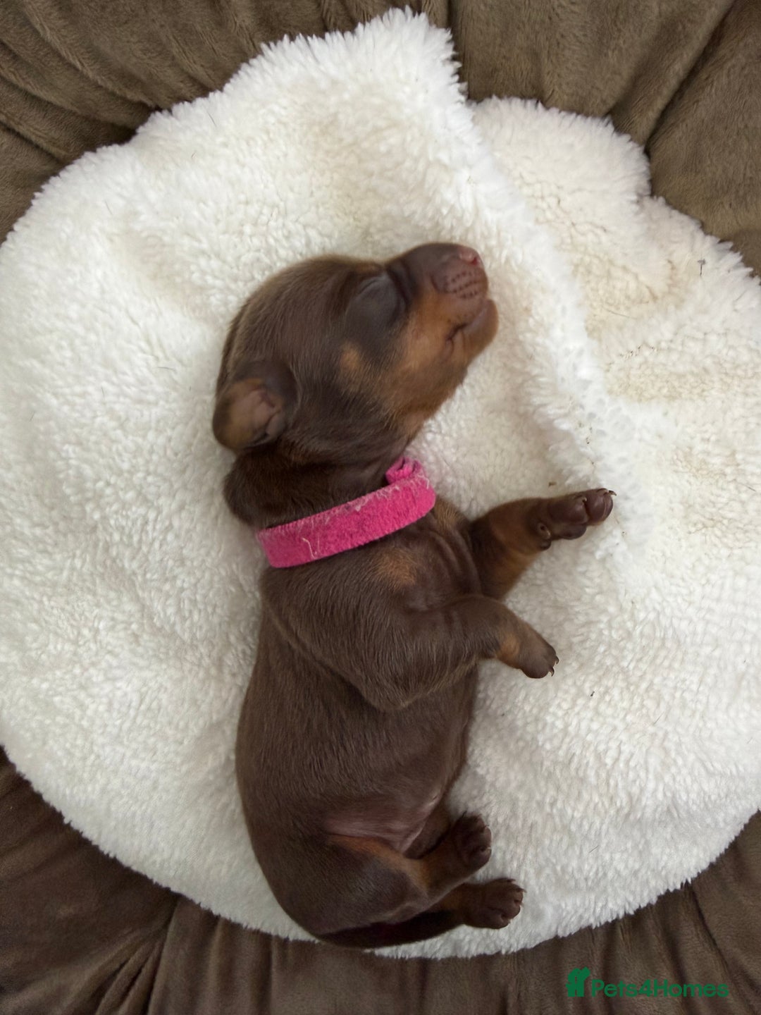 Miniature Dachshund dogs for sale: KC Miniature Dachshund short hair 4M 1F - Advert 20