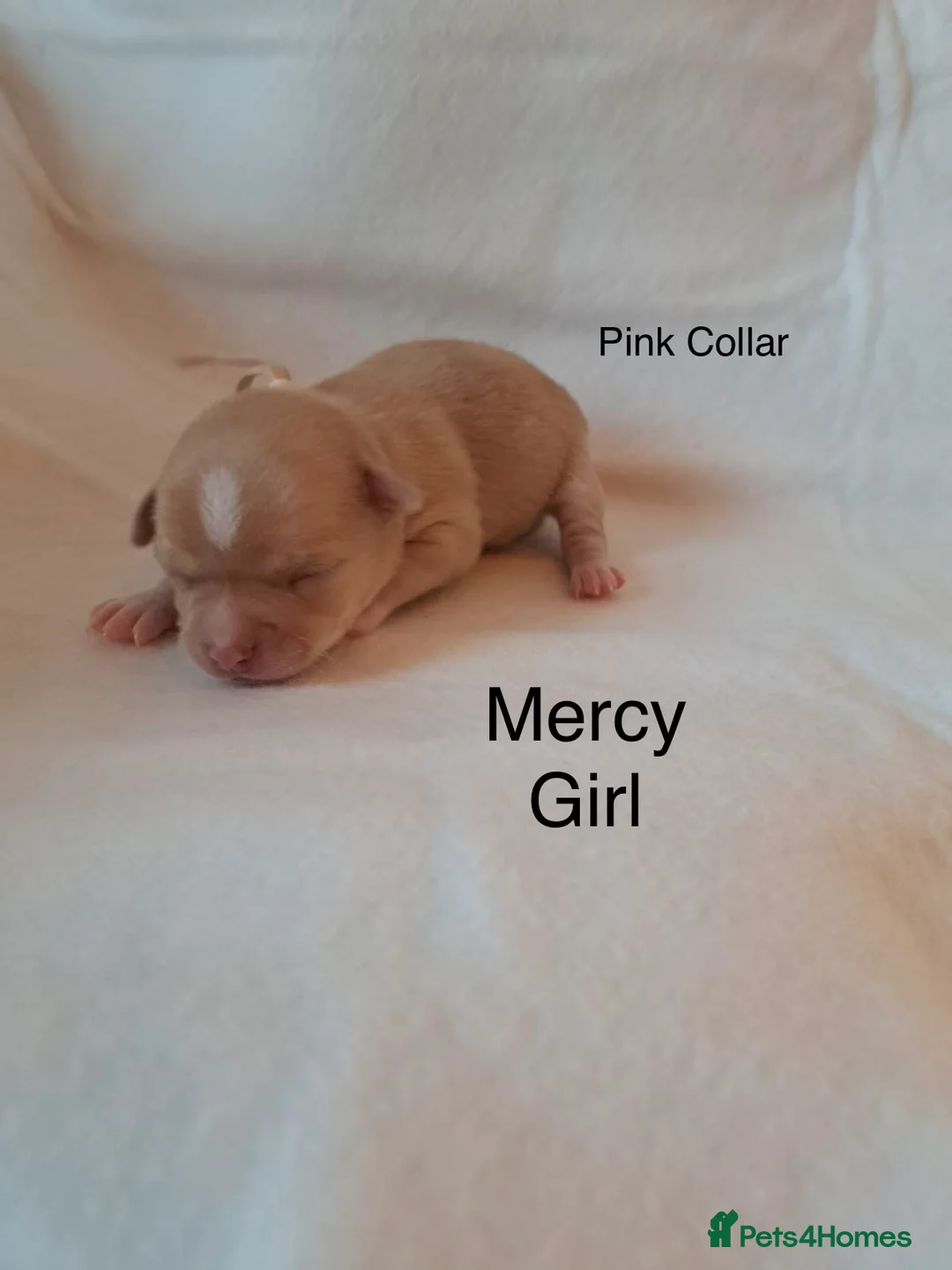 Chihuahua dogs for sale: Beautiful Chihuahua pups 1 Boy left  - Advert 11