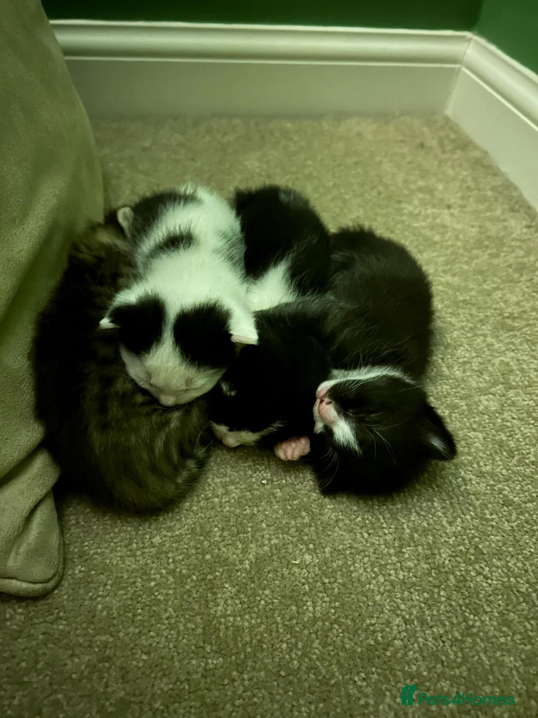 Mixed Breed cats for sale: 3 x kittens for sale (2 girls, 1 boy)  in Romsey - Advert 1