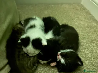 Mixed Breed cats 3 x kittens for sale (2 girls, 1 boy) - Advert 3