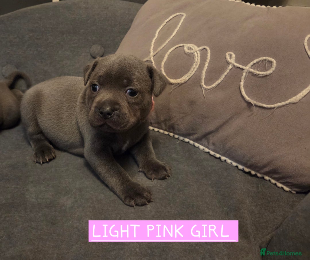 Staffordshire Bull Terrier dogs for sale: LAST 2 BLUE REGIMENT GIRLS  - Image 19