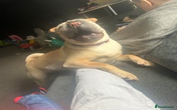 Shar Pei dogs for sale: Shar pei  - Image 7