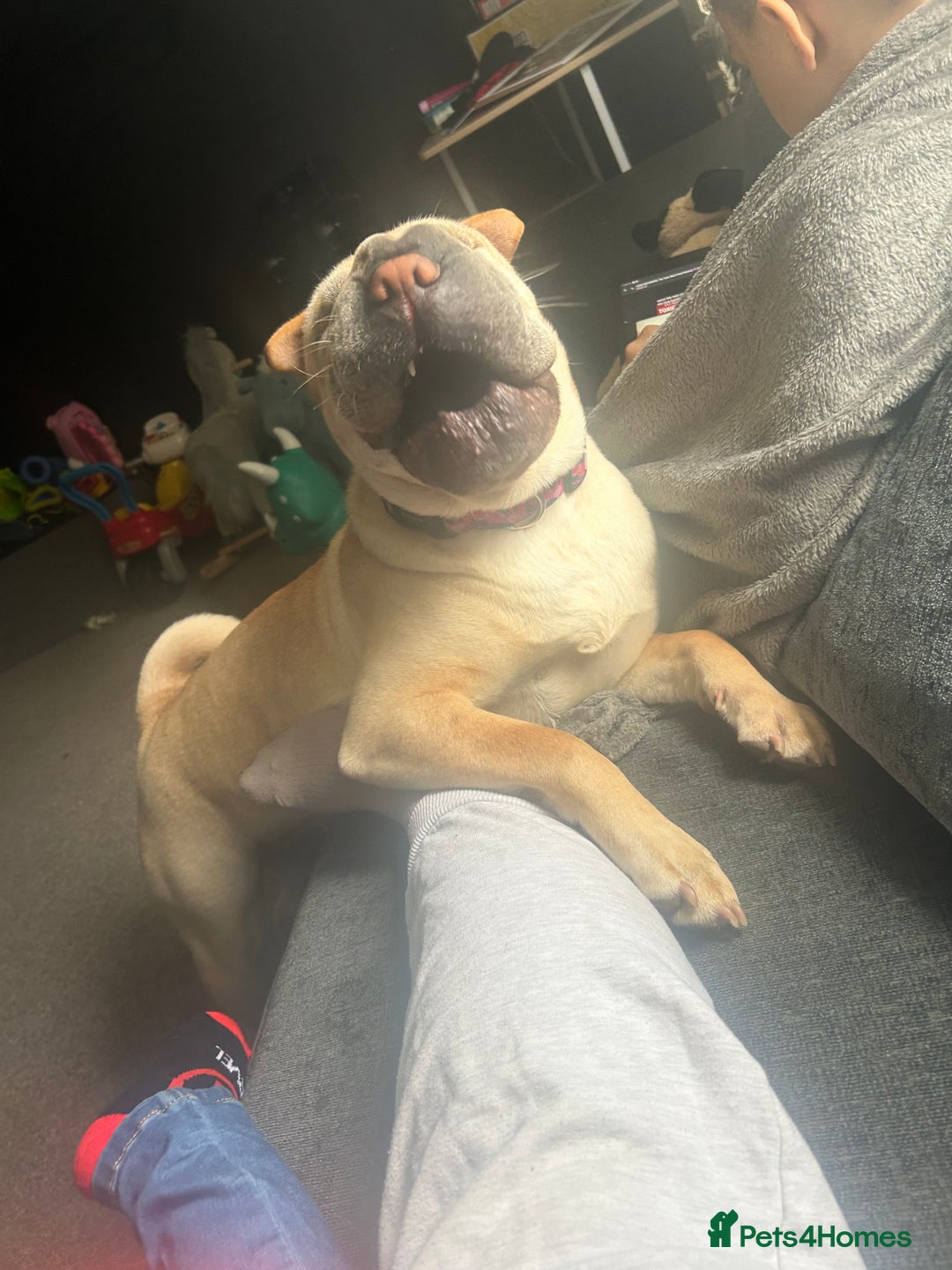Shar Pei dogs for sale: Shar pei  - Image 7